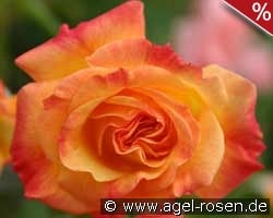 Gartenspaß kaufen, clicken für mehr Details Gartenspaß