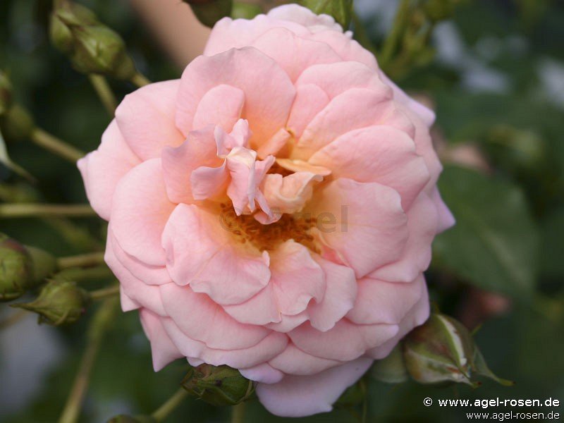 Rose ‘Geisha‘ (2-Liter Biotopf)
