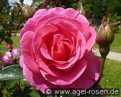 Génération Jardin kaufen, clicken für mehr Details Génération Jardin