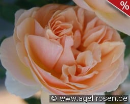 Geneviève Orsi kaufen, clicken für mehr Details Geneviève Orsi