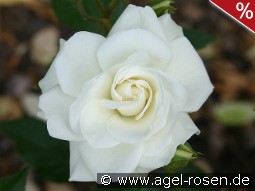 Geschwister Scholl