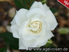 Geschwister Scholl