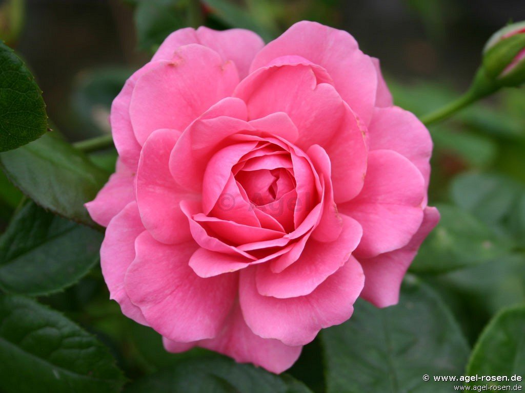 Rose ‘Giliane‘ (wurzelnackte Rose)