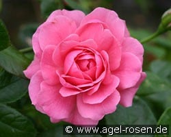 Giliane kaufen, clicken für mehr Details Giliane