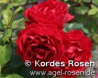 Rose ‘Gloriosa - Die BUGA Rose‘ (wurzelnackte Rose)