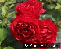 Gloriosa - Die BUGA Rose