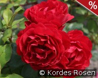 Gloriosa - Die BUGA Rose