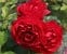 Gloriosa - Die BUGA Rose