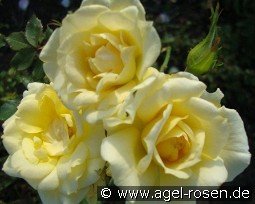 Gold Bunny kaufen, clicken für mehr Details Gold Bunny