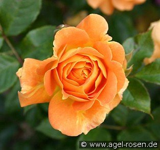Goldelse