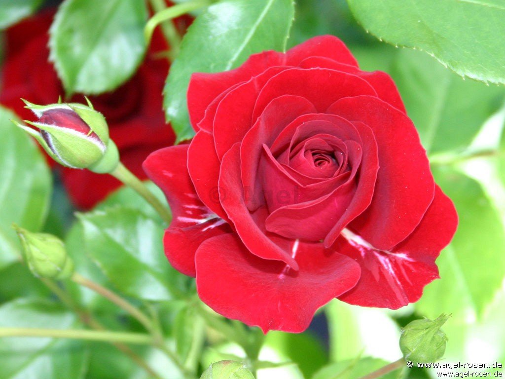 Rose ‘Grand Palace‘ (wurzelnackte Rose)