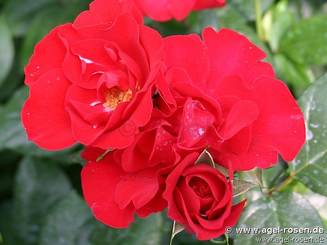 Rose ‘Gruß an Bayern‘ (wurzelnackte Rose)