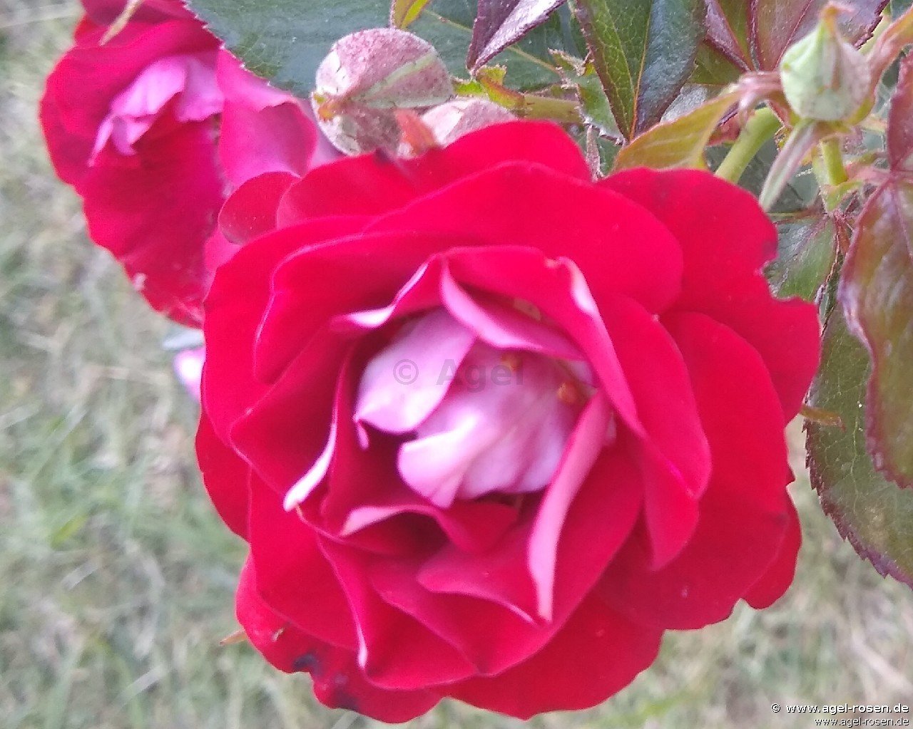 Rose ‘H.C. Andersen‘ (2-Liter Biotopf)