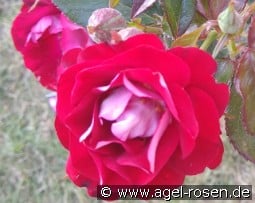 H.C. Andersen kaufen, clicken für mehr Details H.C. Andersen