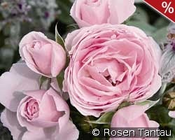 Hans Gönewein kaufen, clicken für mehr Details Hans Gönewein