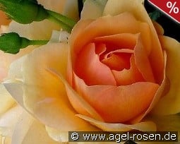 Hansestadt Rostock kaufen, clicken für mehr Details Hansestadt Rostock