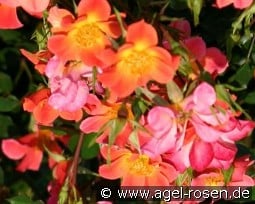 Happy Chappy kaufen, clicken für mehr Details Happy Chappy