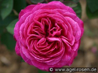 Heidi Klum Rose