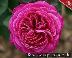 Heidi Klum Rose kaufen, clicken für mehr Details Heidi Klum Rose