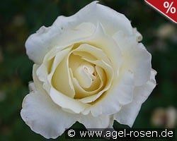 Helga kaufen, clicken für mehr Details Helga