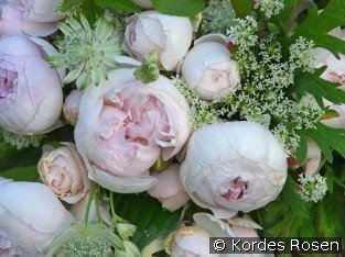 Herzogin Christiana