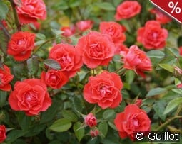 Honneur et Agriculture kaufen, clicken für mehr Details Honneur et Agriculture