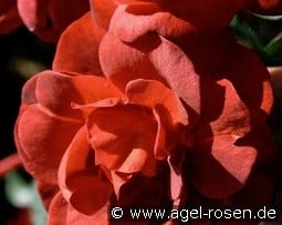 Hot Chocolate  kaufen, clicken für mehr Details Hot Chocolate