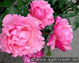 I Have a Dream - Plant'n'Relax kaufen, clicken für mehr Details I Have a Dream - Plant'n'Relax