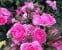 I am Grateful - Plant'n'Relax
