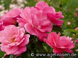 I am strong and beautiful