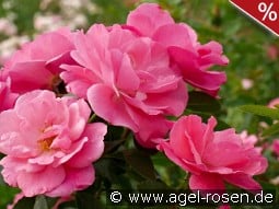 I am strong and beautiful kaufen, clicken für mehr Details I am strong and beautiful