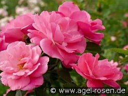 I am strong and beautiful kaufen, clicken für mehr Details I am strong and beautiful