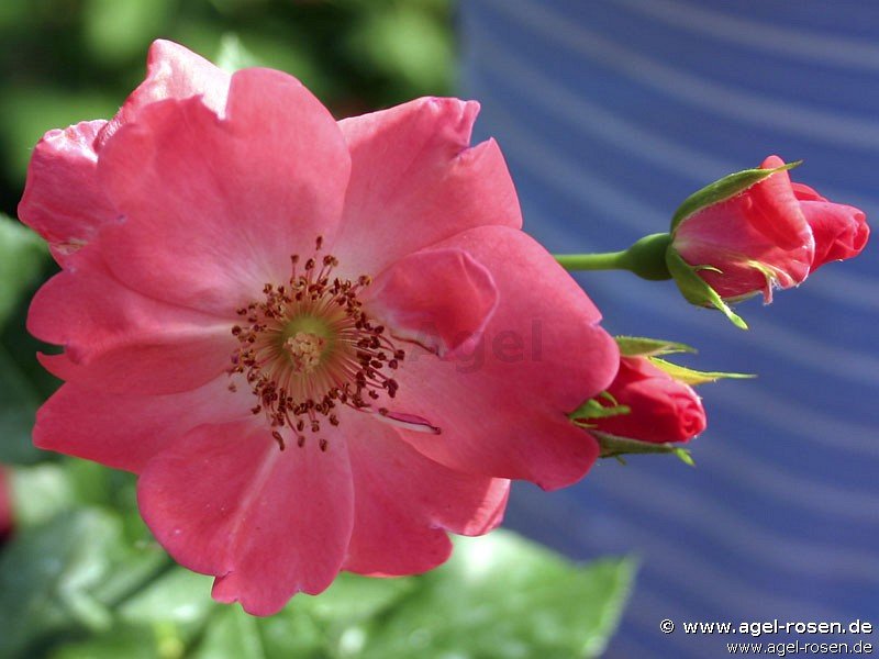 Rose ‘IGA Erfurt‘ (wurzelnackte Rose)