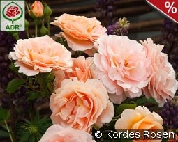 Impala kaufen, clicken für mehr Details Impala