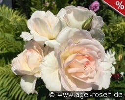 Inger Forever - Plant'n'relax kaufen, clicken für mehr Details Inger Forever - Plant'n'relax