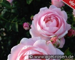 Inner Wheel Forever - Plant'n'Relax