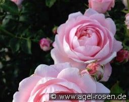 Inner Wheel Forever - Plant'n'Relax kaufen, clicken für mehr Details Inner Wheel Forever - Plant'n'Relax