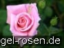 Inspiration - Agel Rose kaufen