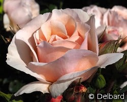 Jardin des Tuileries