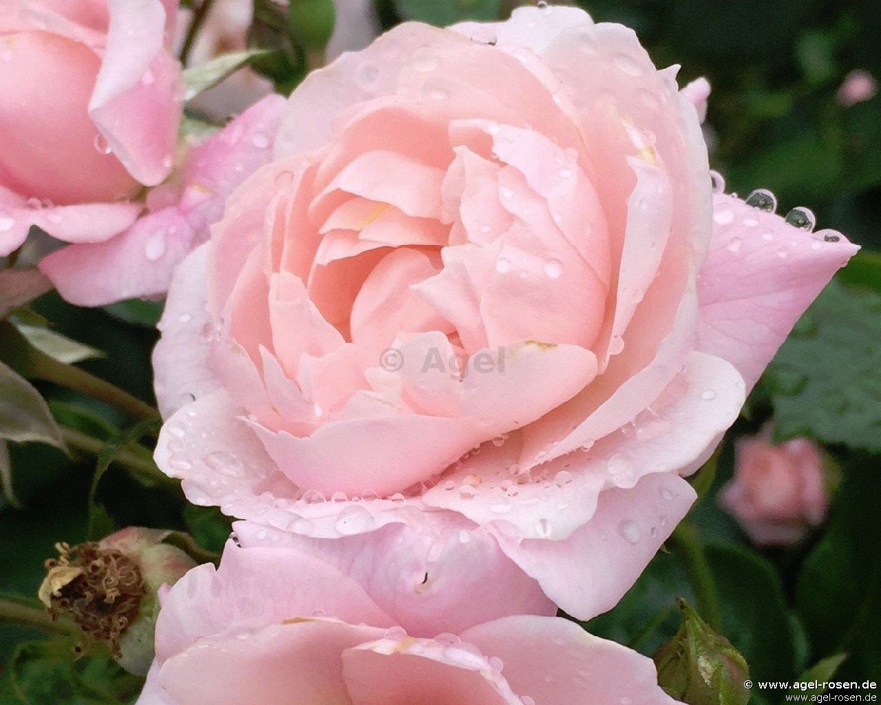 Rose ‘Jim The Viking - Plant‘n‘Relax‘ (2-Liter Topf)