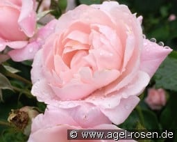 Jim The Viking - Plant'n'Relax kaufen, clicken für mehr Details Jim The Viking - Plant'n'Relax