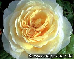 Joyce kaufen, clicken für mehr Details Joyce