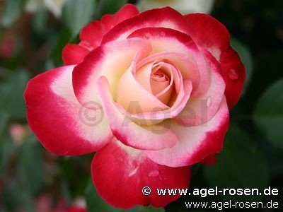 Rose ‘Jubilé du Prince de Monaco‘ (wurzelnackte Rose)