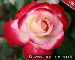 Jubilé du Prince de Monaco kaufen, clicken für mehr Details Jubilé du Prince de Monaco