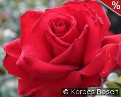 Jugendliebe kaufen, clicken für mehr Details Jugendliebe