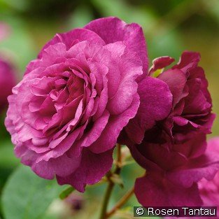 Kaffe Fasset Rose