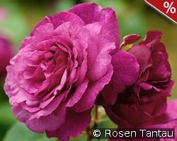 Kaffe Fasset Rose kaufen, clicken für mehr Details Kaffe Fasset Rose