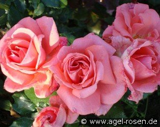 Kalinka syn Pink Wonder