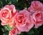 Kalinka syn Pink Wonder