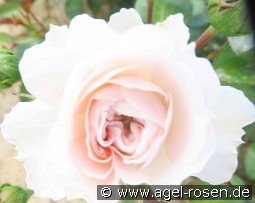 Karin-Traute-Rose